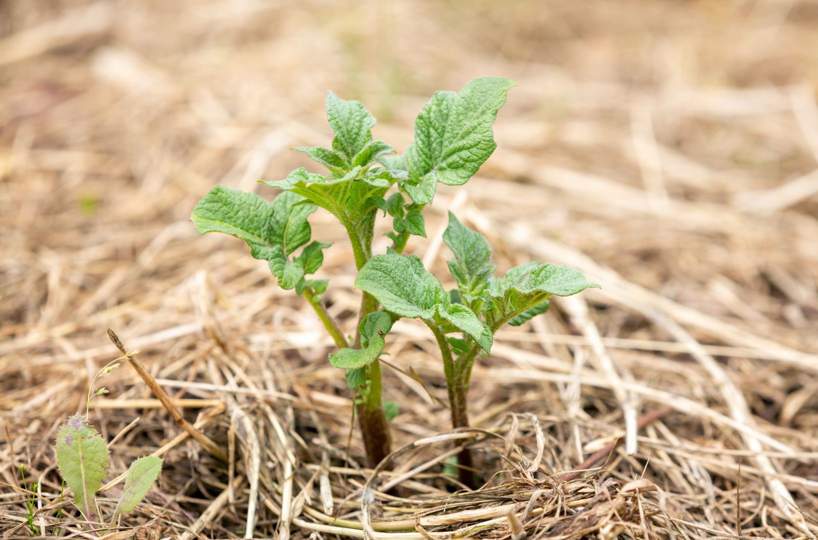 A Saúde do Solo e o Rendimento da Batata: Cultivando um Futuro Sustentável desde o Início